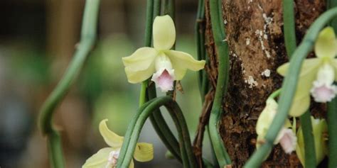 Variegated Vanilla Orchid Growth And Care Guide Gfl Outdoors