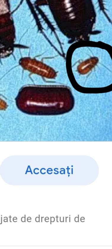 Cum Scap De Insecte Gandacii De Canalizare Botanistii