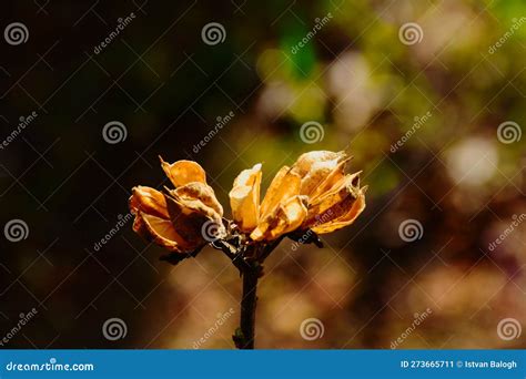 Isolated Dry Brown Seed Pod On Flower Bush Branch With Soft Blurred