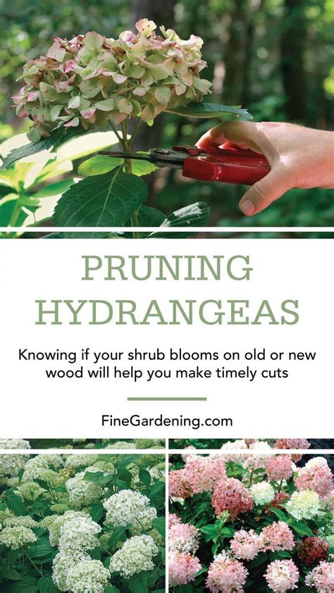 Video How To Prune Hydrangeas Southern Living Plants Artofit