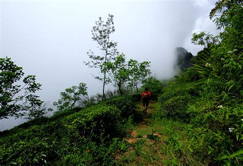 The Pekoe Trail The Miracle Island