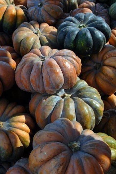 Curing Storage Chart For Winter Squash Johnny S Selected Seeds Artofit