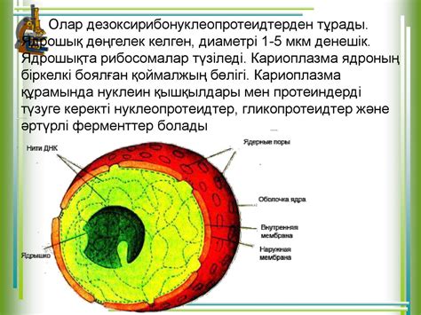 Прокариотты және эукариотты өсімдіктер клеткасы - презентация онлайн
