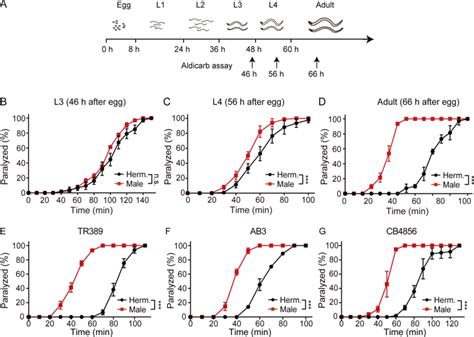 The Sexually Dimorphic Synaptic Transmission At Nmjs Arises At The L4