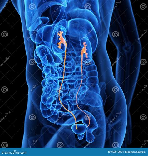 The Ureter Stock Illustration Illustration Of Science 45381906