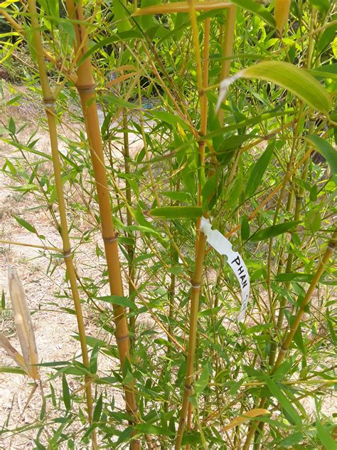 Phan Phyllostachys Aurea Holochrysa True Gold Bamboo Sourcery