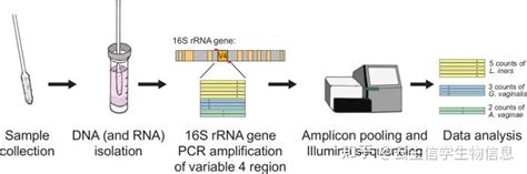 16srna测序技术与高通量测序技术有什么区别？ 知乎