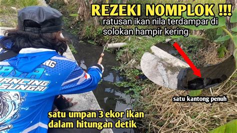 Rejeki Nomplok Gerombolan Ikan Nila Terdampar Di Solokan Hampir