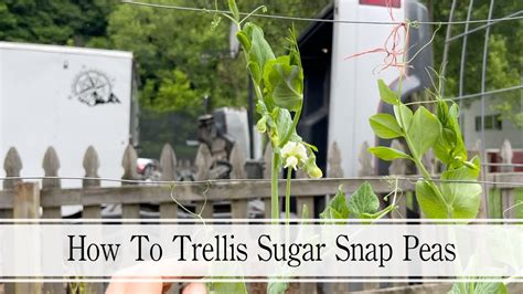 How To Trellis Sugar Snap Peas YouTube