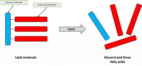 Enzymes And Digestion Gcse Biology Revision