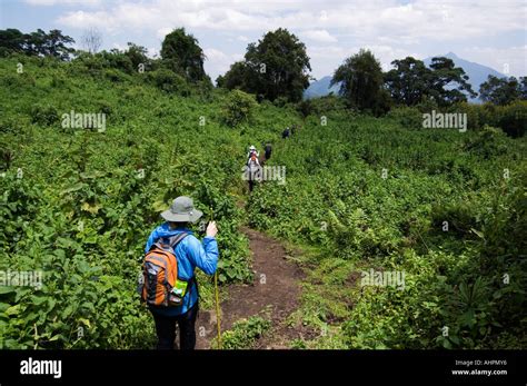 Tourists Hiking Volcanoes National Park Rwanda Stock Photo Alamy