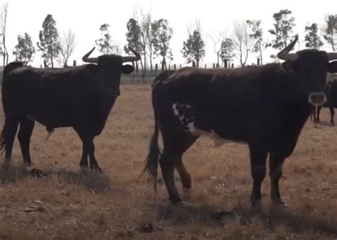 Toros Del Delta La Ganadería De La Real Unión De Criadores De Toros De