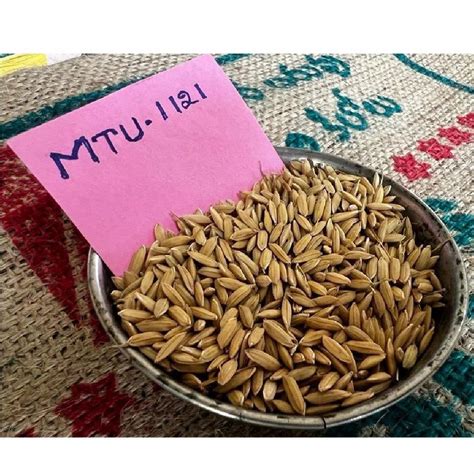 Dried Brown MTU 1121 Paddy Seed For Agriculture Packaging Type Loose