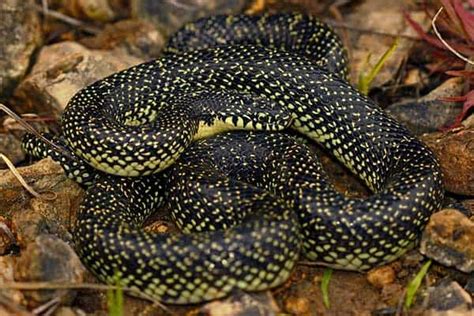 16 Types Of Kingsnakes In The United States With Pictures Reptile Jam