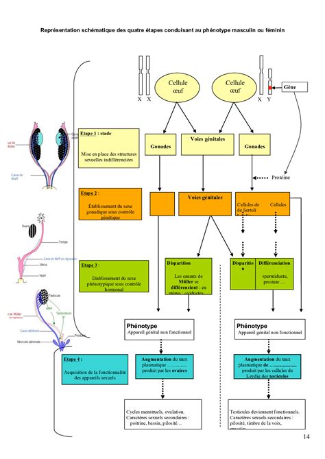 Tp La Mise En Place Des Appareils Reproducteurs Alloschool