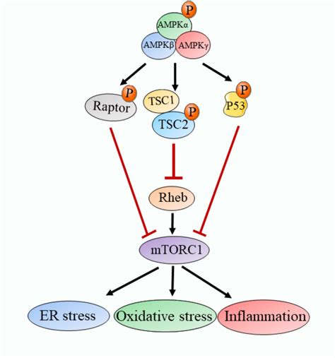 Ampk Inhibits The Mtorc Pathway Ampk Contains A Catalytic Subunit