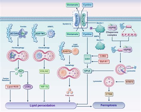 Frontiers Crosstalk Between Ferroptosis And Chondrocytes In