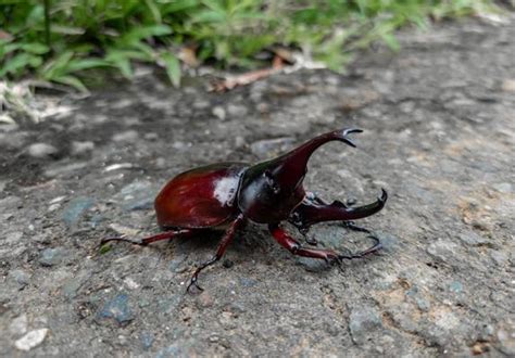 Rhinoceros Beetle Stock Photos, Images and Backgrounds for Free Download