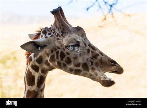 Baby giraffe face hi-res stock photography and images - Alamy