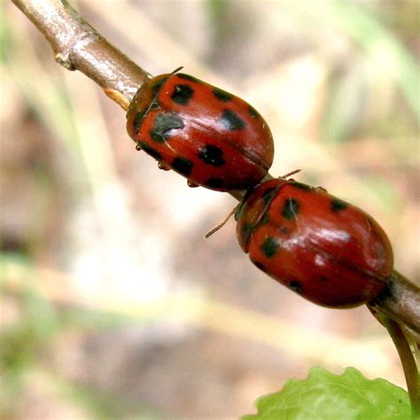 Красноногий листоед Gonioctena decemnotata (Marsham, 1802 ...