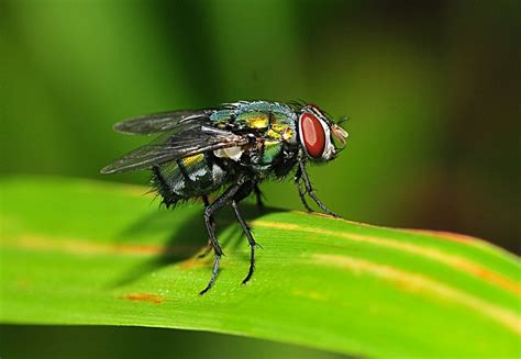 Fly | The Life of Animals