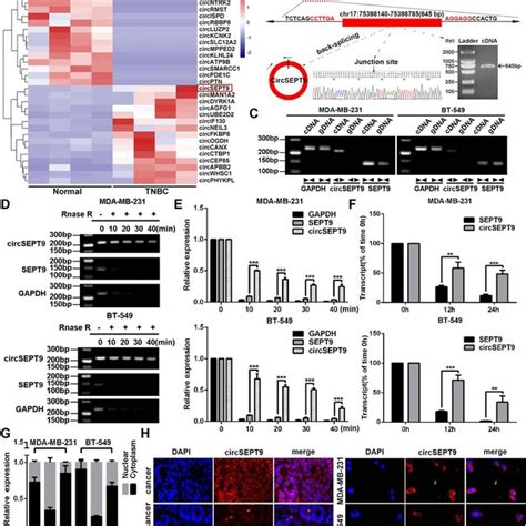 Circsept9 Is Validated And Characterized In Tnbc Cells A The Cluster