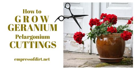 How to Take Cuttings from Geraniums (Pelargoniums)