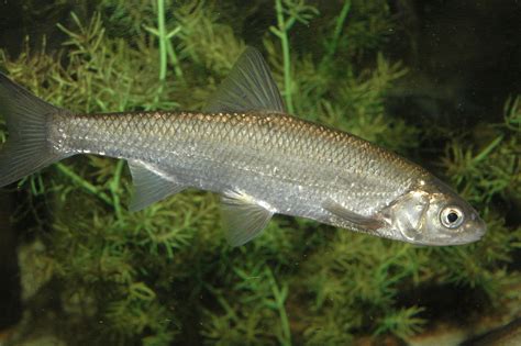 Dace • Leuciscus leuciscus • Fish sheet
