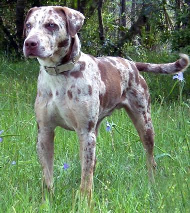 Catahoula Leopard Dog - Puppies, Rescue, Pictures, Information, Temperament, Characteristics ...