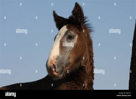 Shire Horse foal Stock Photo - Alamy