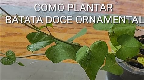 Diy Batata Doce Ornamental Planta Para Dentro De Casa Como Plantar