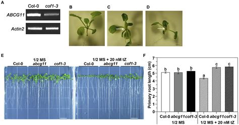 Frontiers Abcg11 Modulates Cytokinin Responses In Arabidopsis Thaliana