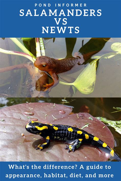 Salamander Newt Amphibians Different Diets Threat Habitats Pond