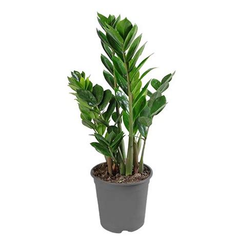 Zamioculcas Zamiifolia Plant Wholesale FlorAccess