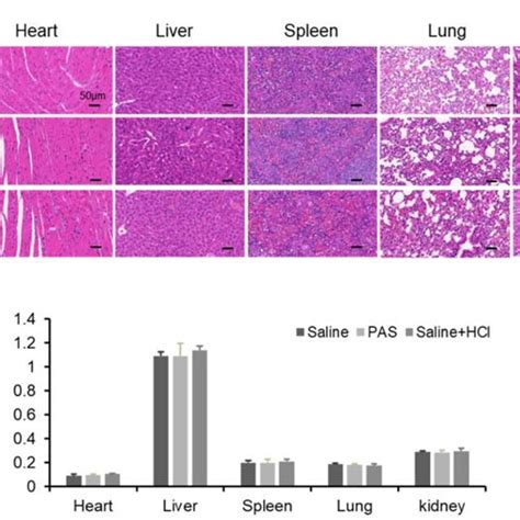 Biological Safety Test After Long Term Pas Injection Nude Mice Bearing