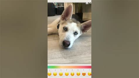 New Husky Puppy Youtube