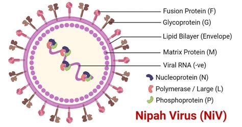 Nipah Virus Niv An Overview