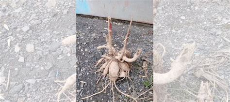 Корни георгина. Не деленные купить в Новокузнецке | Товары для дома и ...