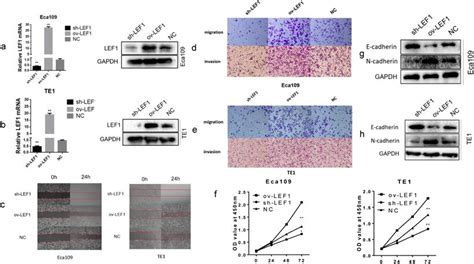 Mir 34a 5p Inhibits Proliferation Migration Invasion And Epithelial