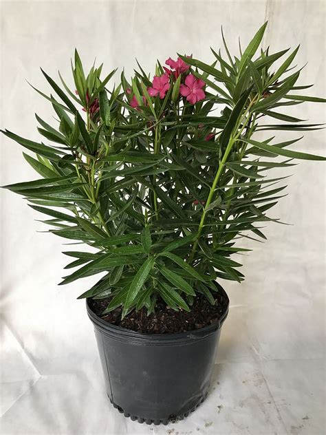 Nerium Oleander Calypso Oleander Plantvine
