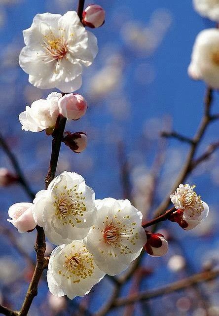 Stunning Views: Japanese apricot blossoms