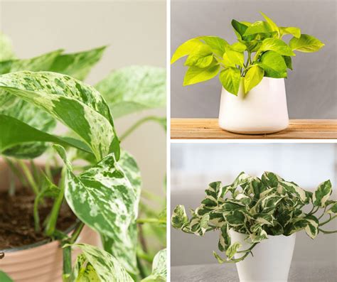 10 Types Of Pothos That Are Easy To Grow At Home