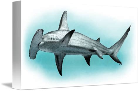 Great Hammerhead Shark Drawing At Paintingvalley Explore