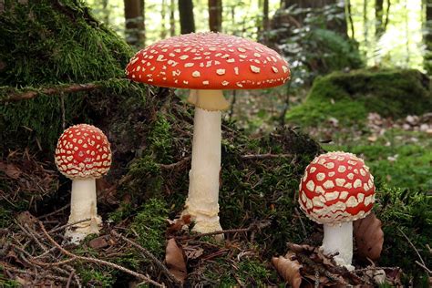 File Fliegenpilz Fly Agaric Amanita Muscaria Wikimedia Commons