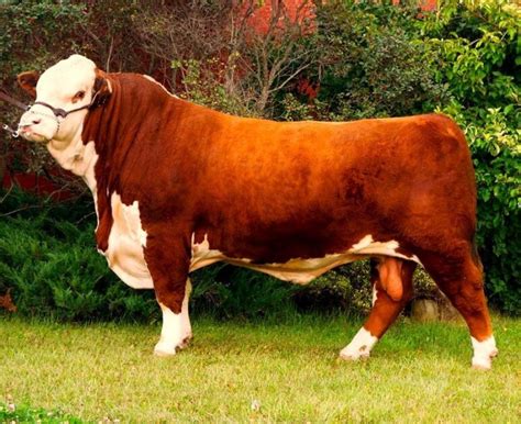 The Best Beef Breeds Bg Genomix