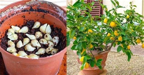 Come Coltivare L Albero Di Limoni In Casa A Costo Zero Con Il Seme Del