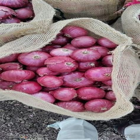 A Grade Maharashtra Export Quality Red Onion Gunny Bag Onion Size