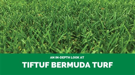 The Ultimate Tiftuf Bermuda Turf Guide Buy Turf Online