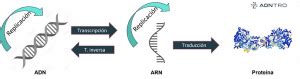 Replicaci N Transcripci N Y Traducci N Del Adn