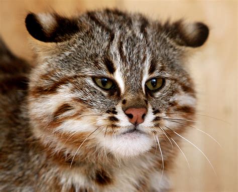 Crean Híbridos De Gatos Y Felinos En Peligro De Extinción Russia